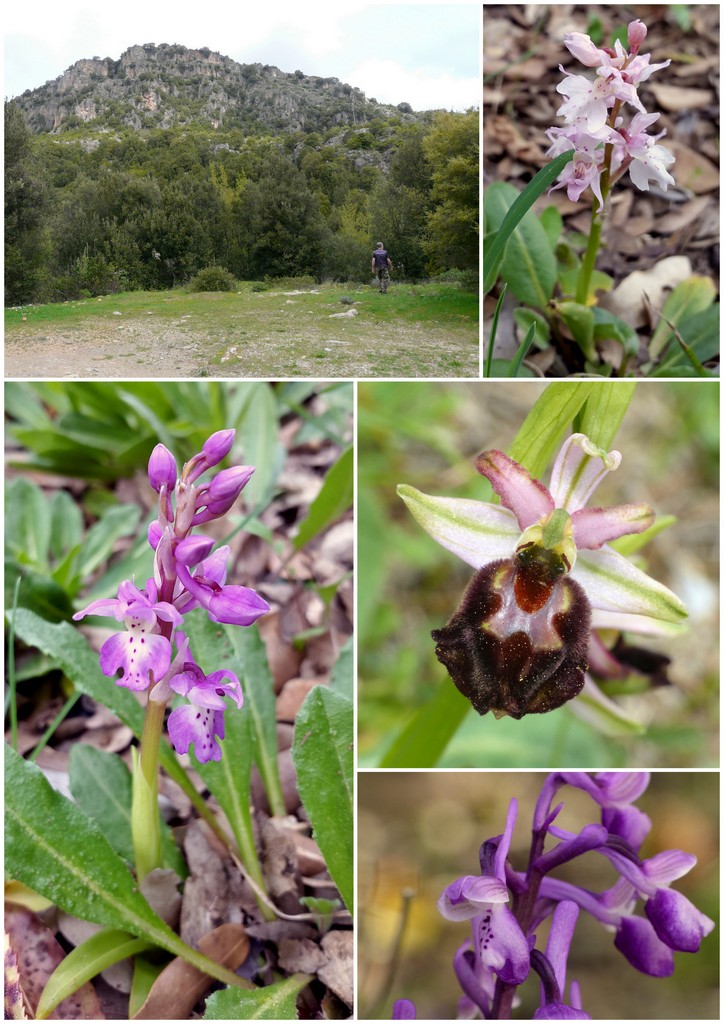 Orchidee in Sardegna, un fine settimana a 78 giri!